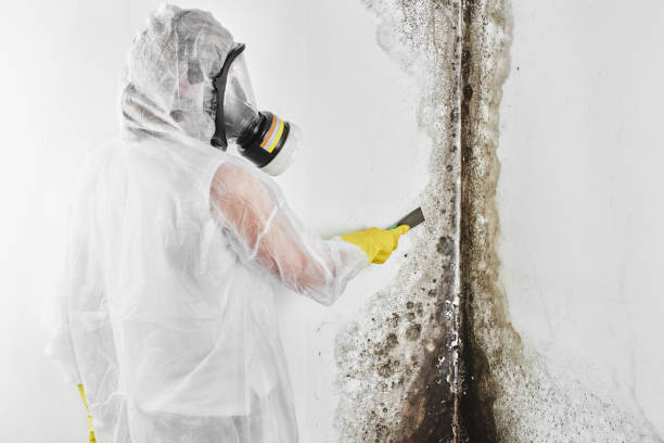 Best Crawl Space Mold Remediation in East San Gabriel, CA