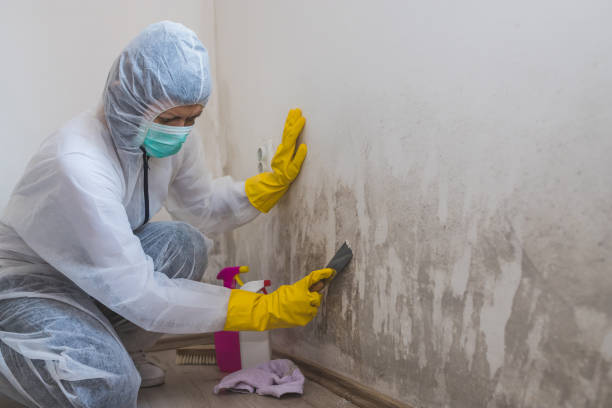 Best HVAC Mold Remediation in East San Gabriel, CA