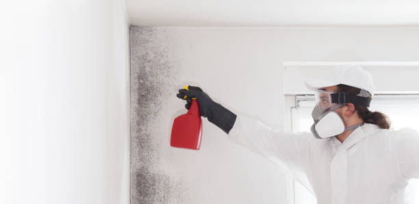 Best Health and Safety Mold Remediation in East San Gabriel, CA