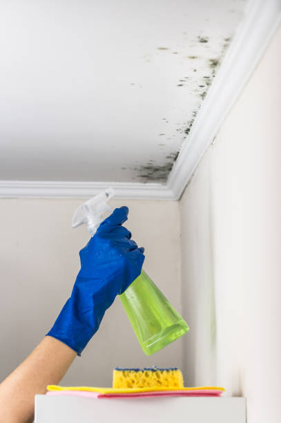 Best Emergency Mold Remediation in East San Gabriel, CA
